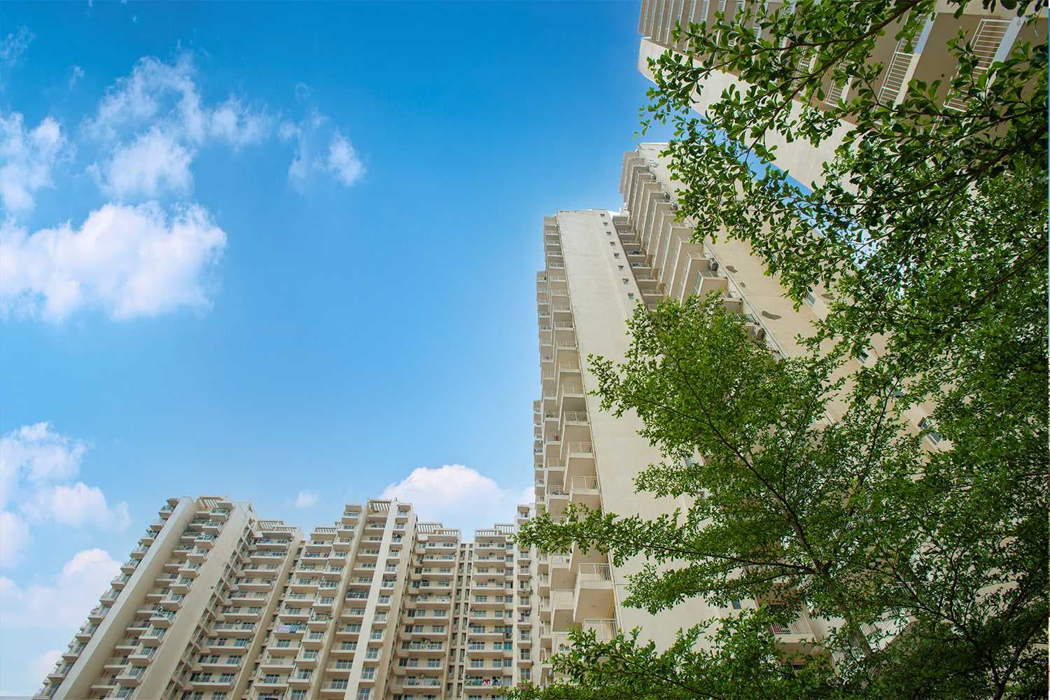 The Coralwood